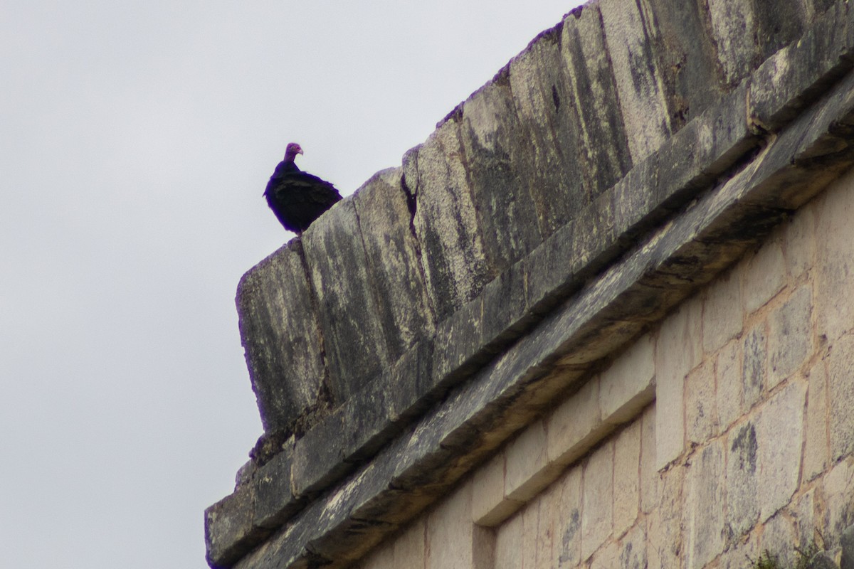 Turkey Vulture - ML610456507