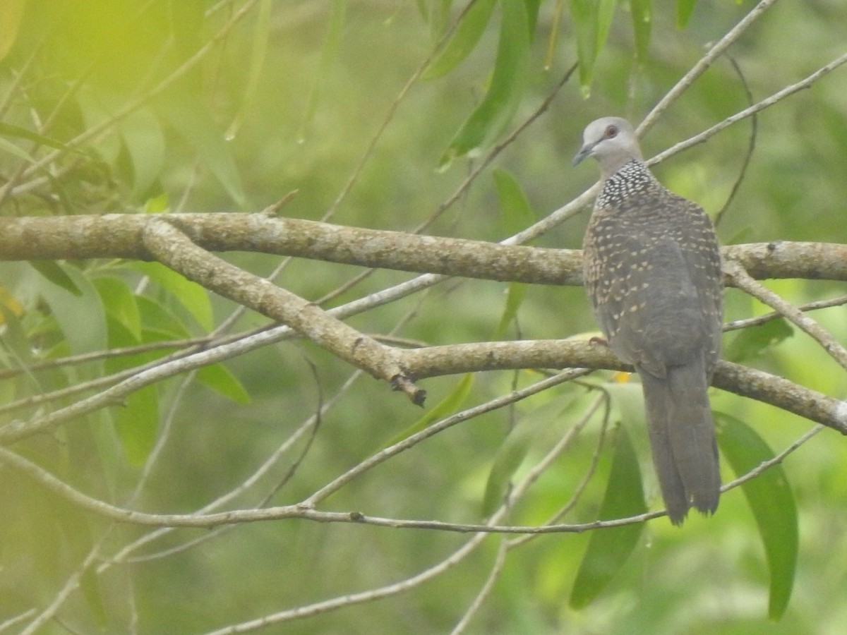 Spotted Dove - ML610456511