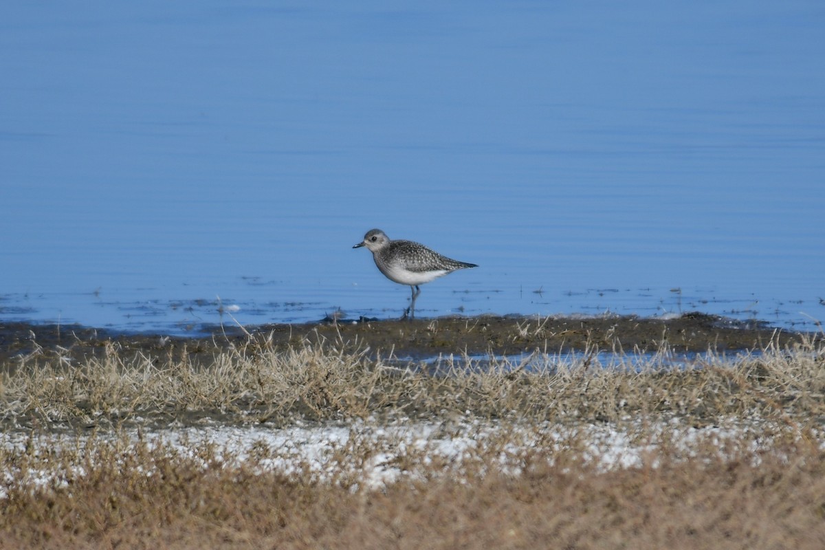 Black-bellied Plover - ML610456598