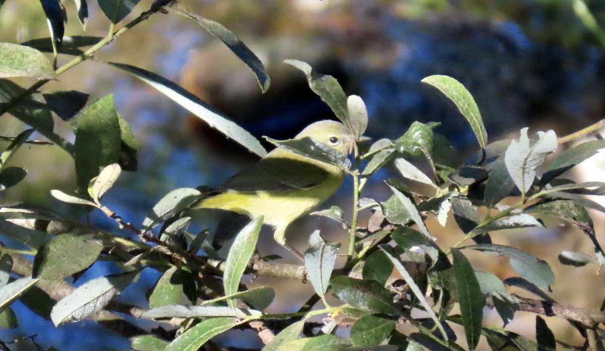 Orange-crowned Warbler - ML610456612