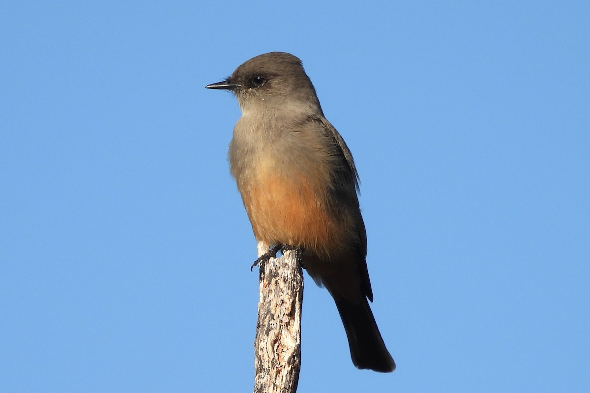 Say's Phoebe - ML610456643