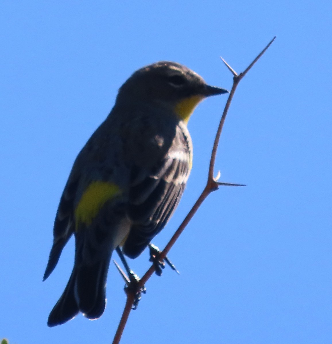 Yellow-rumped Warbler (Audubon's) - ML610456663