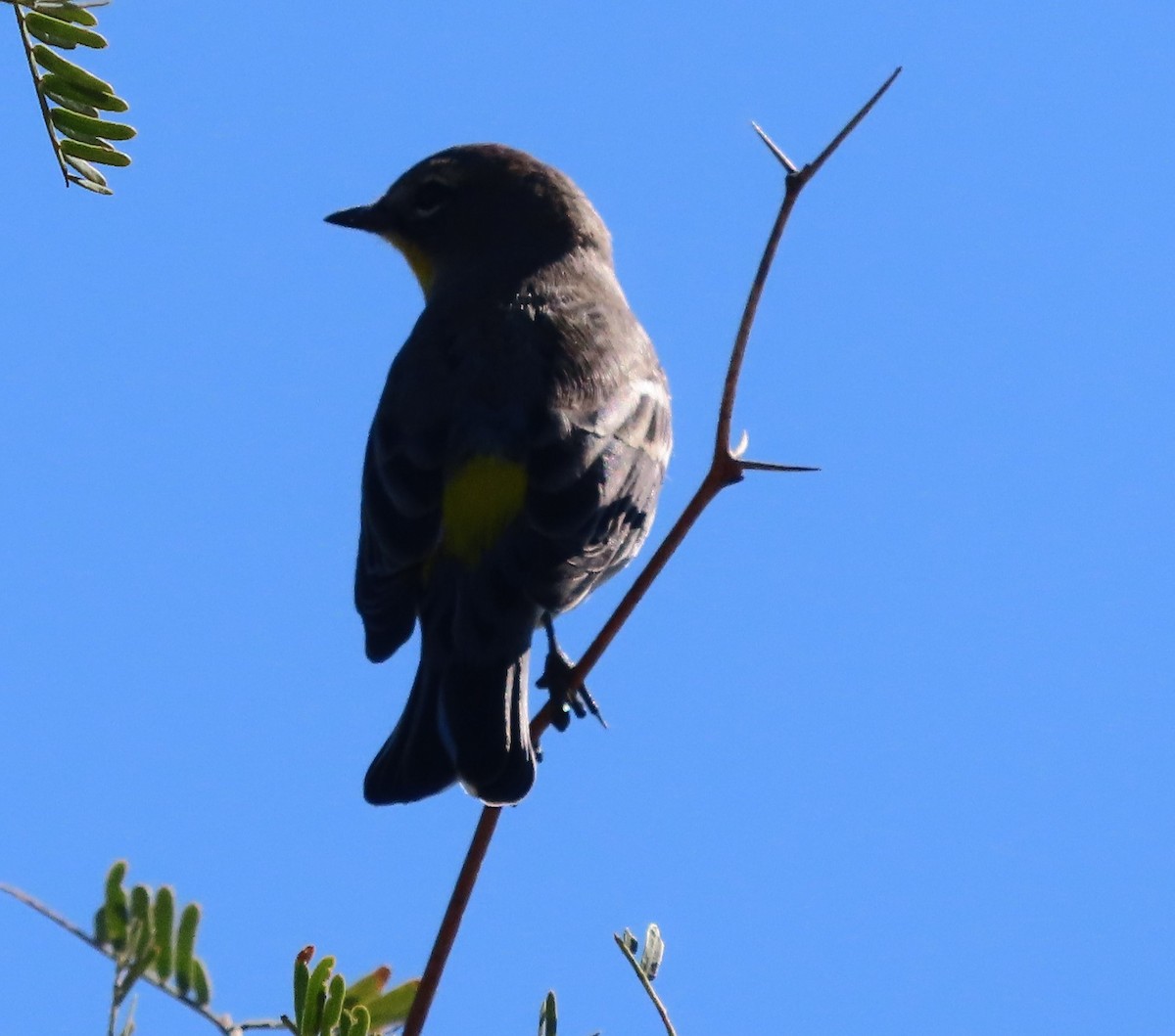 Yellow-rumped Warbler (Audubon's) - ML610456666