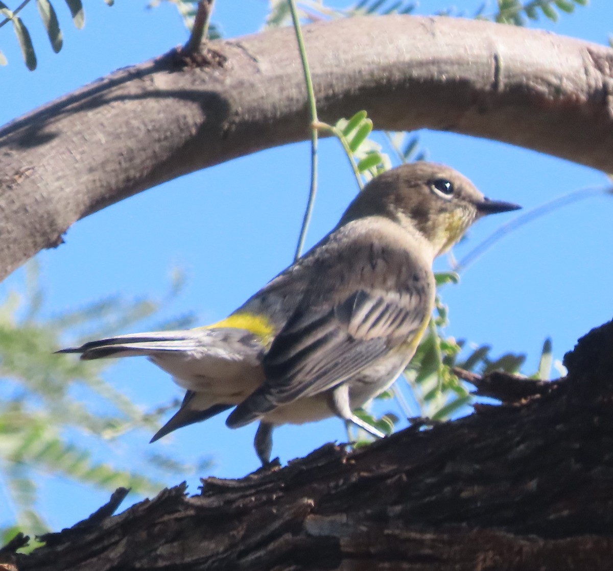 Yellow-rumped Warbler (Audubon's) - ML610456723