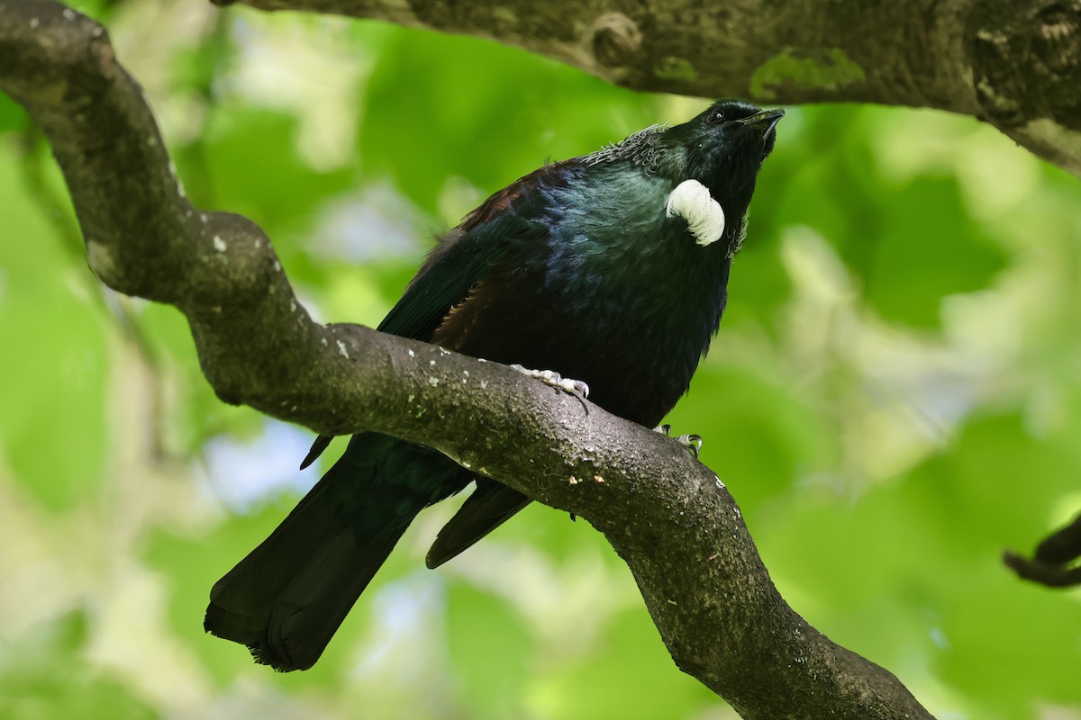 Mielero Tui - ML610456728