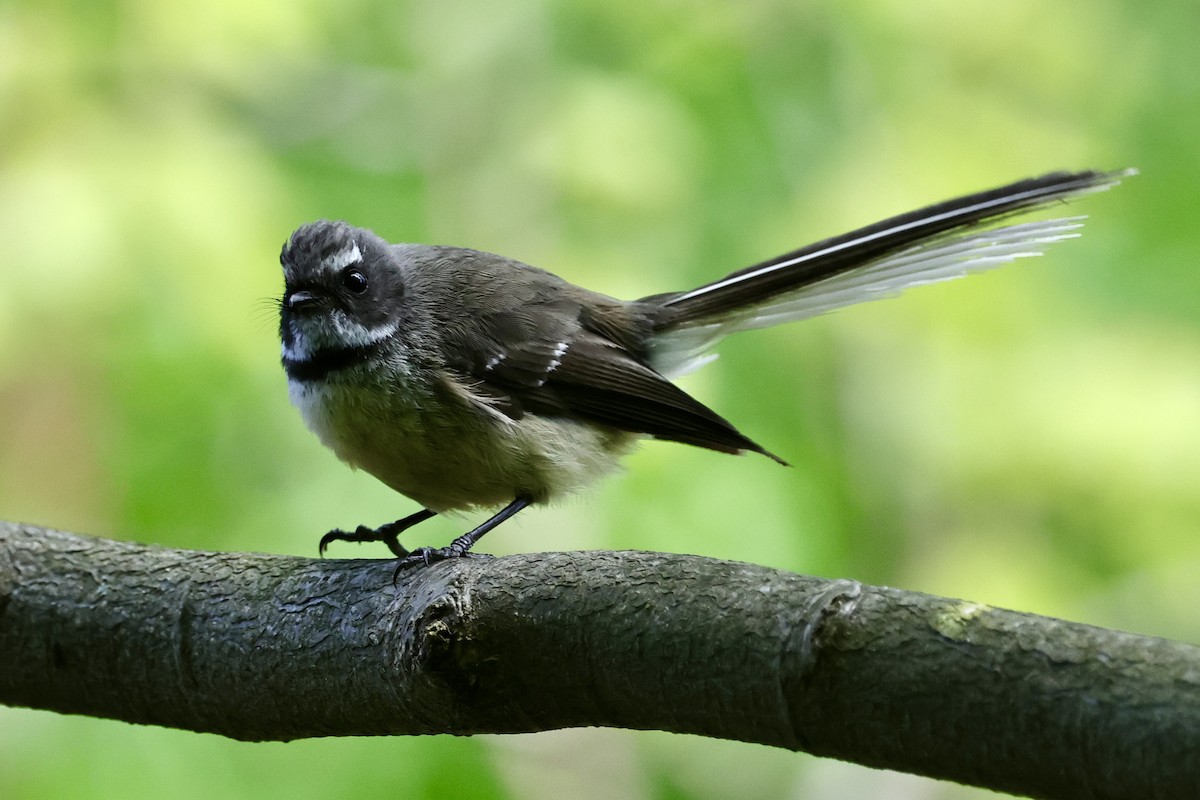 New Zealand Fantail - ML610456734