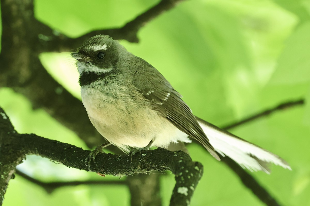 New Zealand Fantail - ML610456738