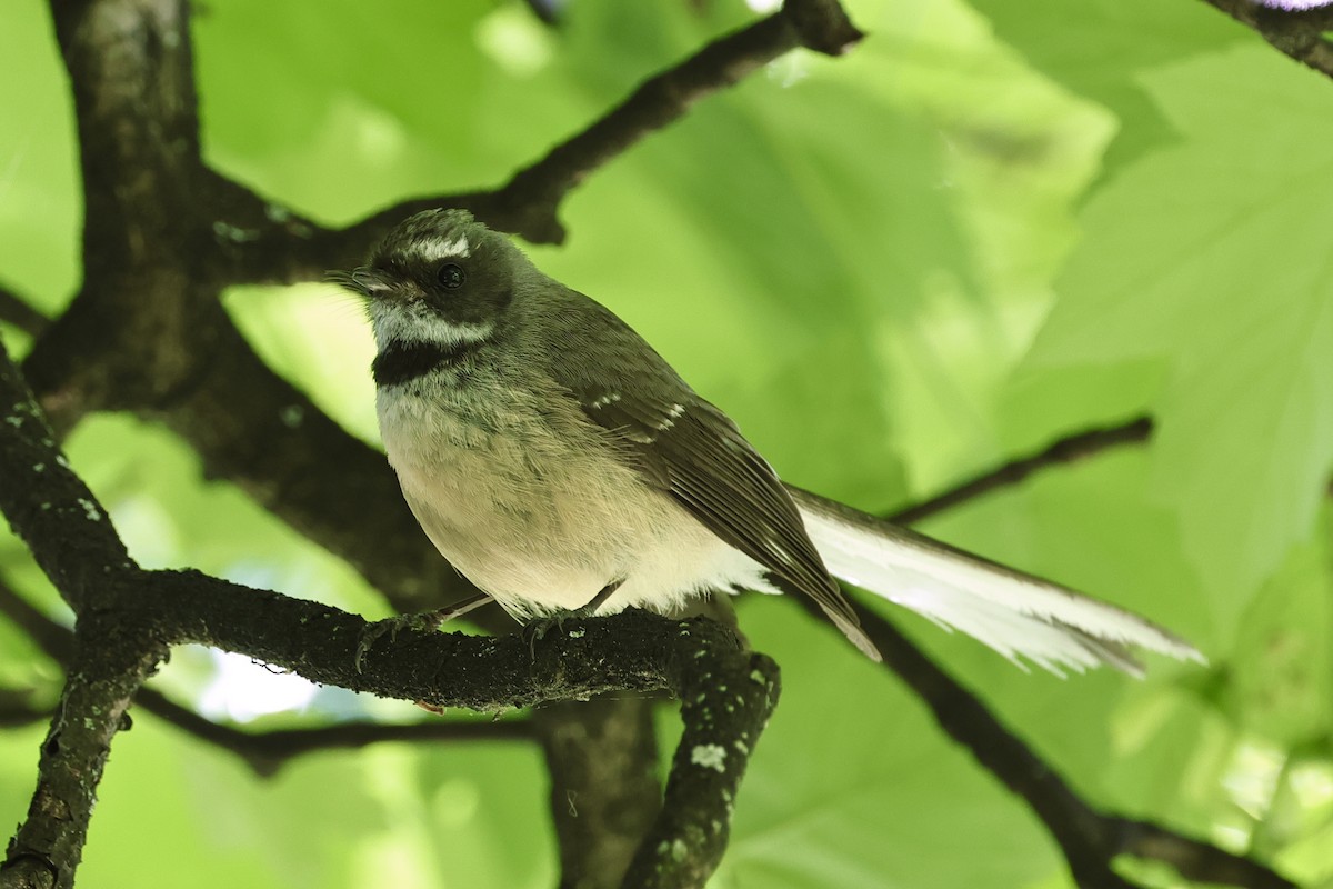 New Zealand Fantail - ML610456739