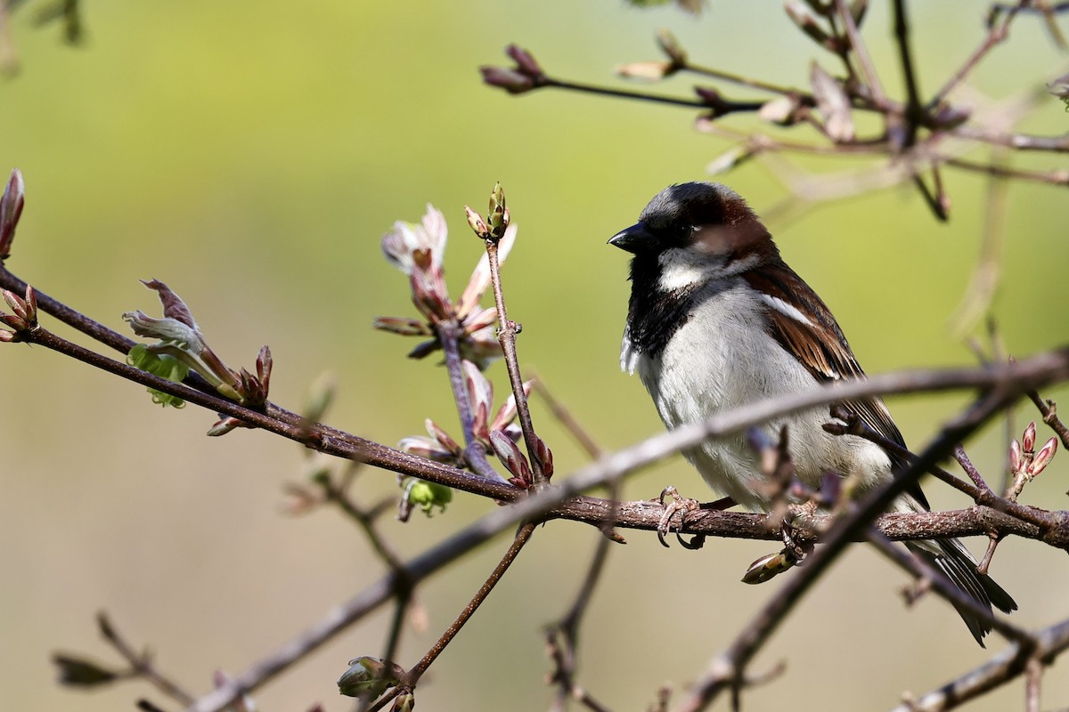 House Sparrow - ML610456747