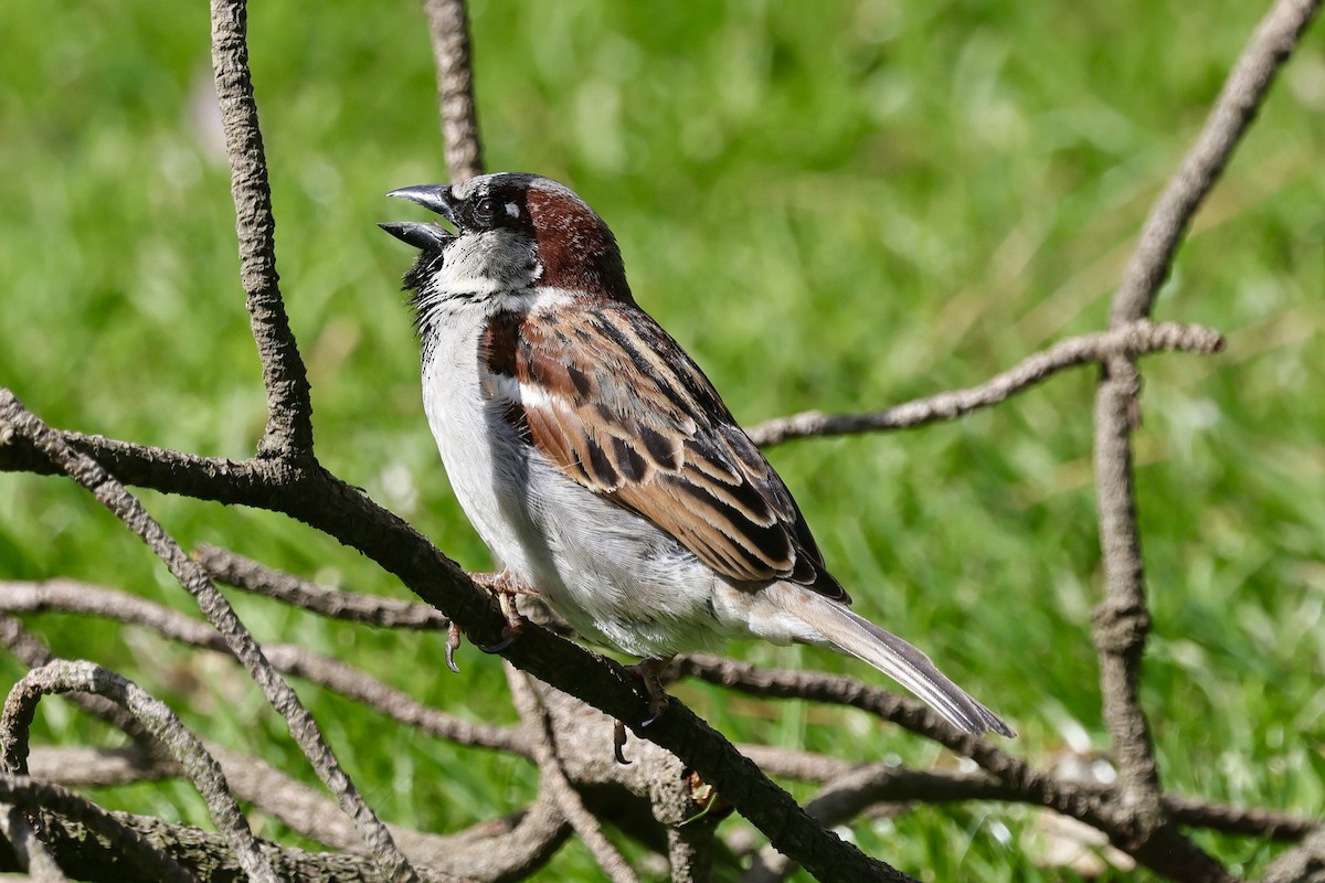 House Sparrow - ML610456749