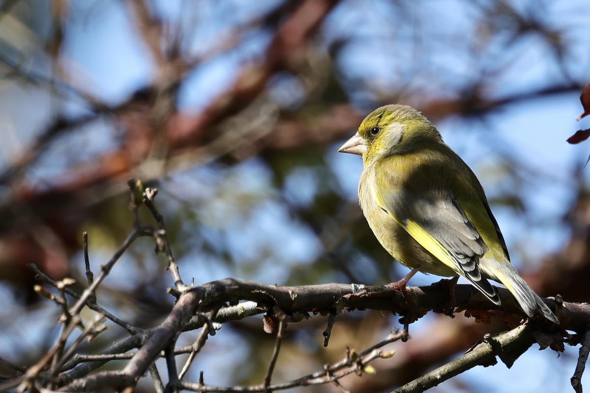 European Greenfinch - ML610456751