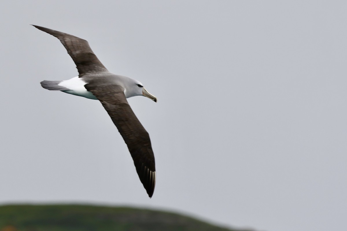 albatros snarský - ML610456808