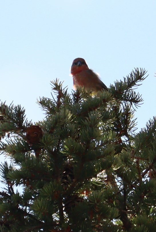 Red Crossbill - ML610456830