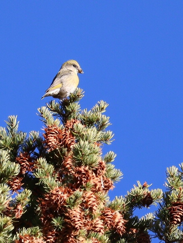 Bec-croisé des sapins - ML610456836