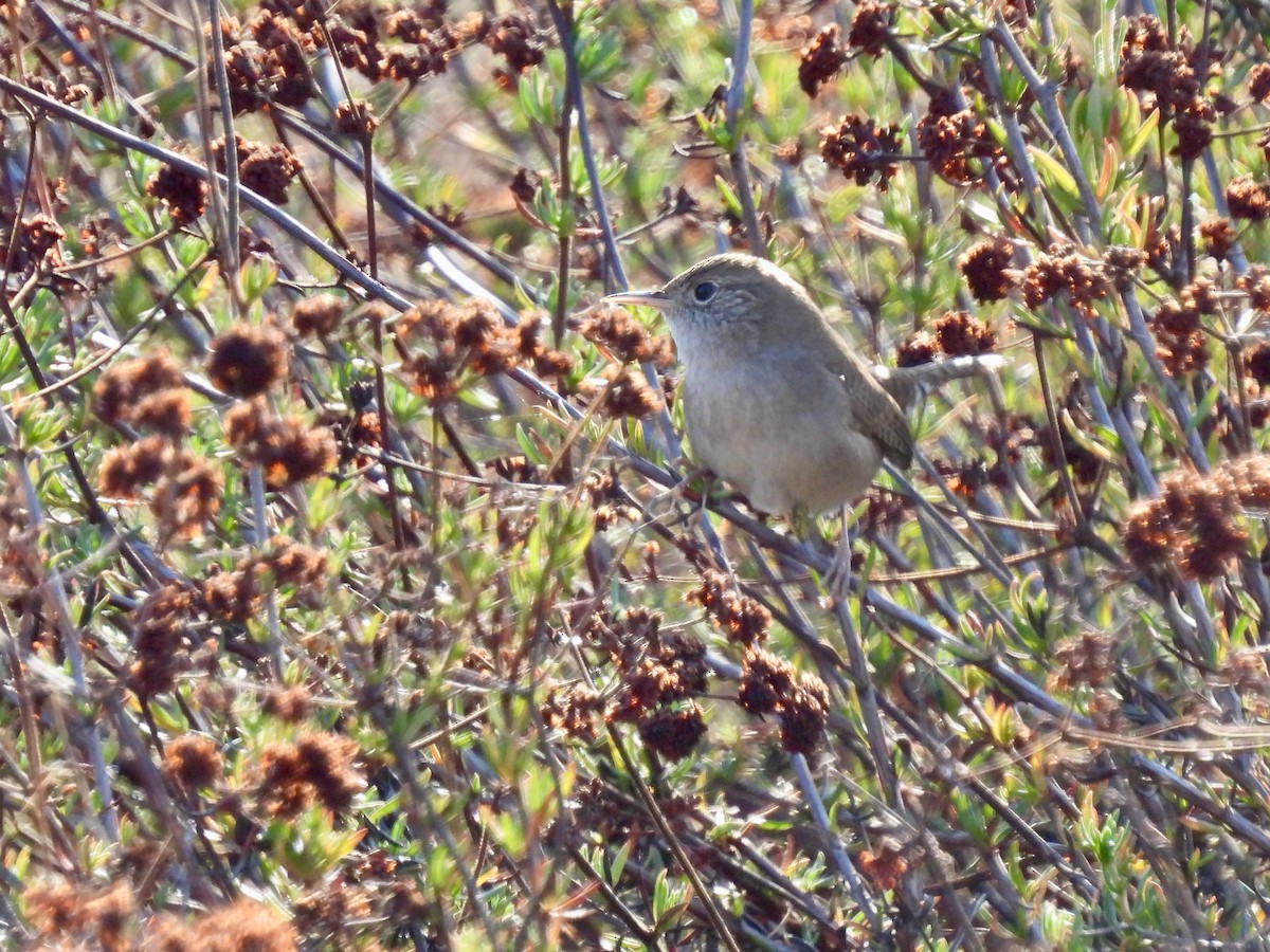 House Wren - ML610456884