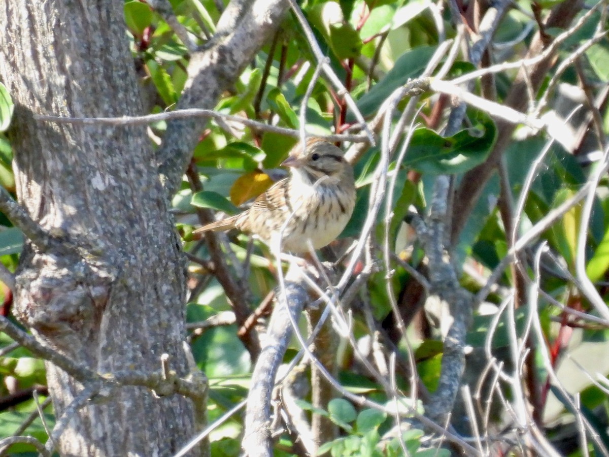 Lincoln's Sparrow - ML610456902