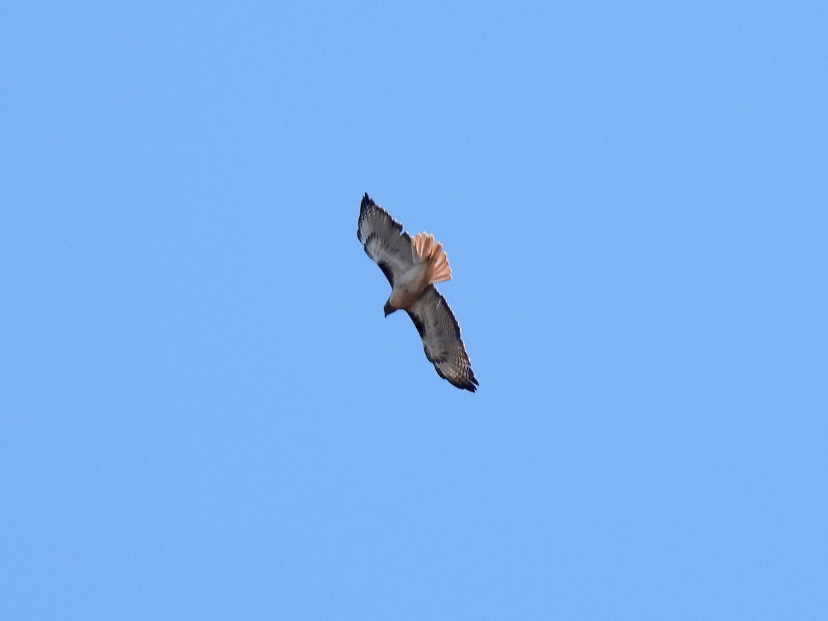 Red-tailed Hawk - ML610456911