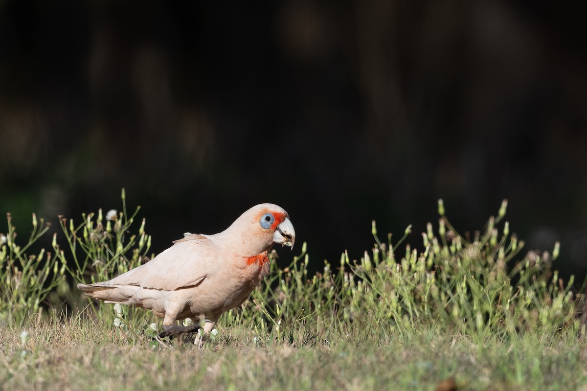 Long-billed Corella - ML610456981