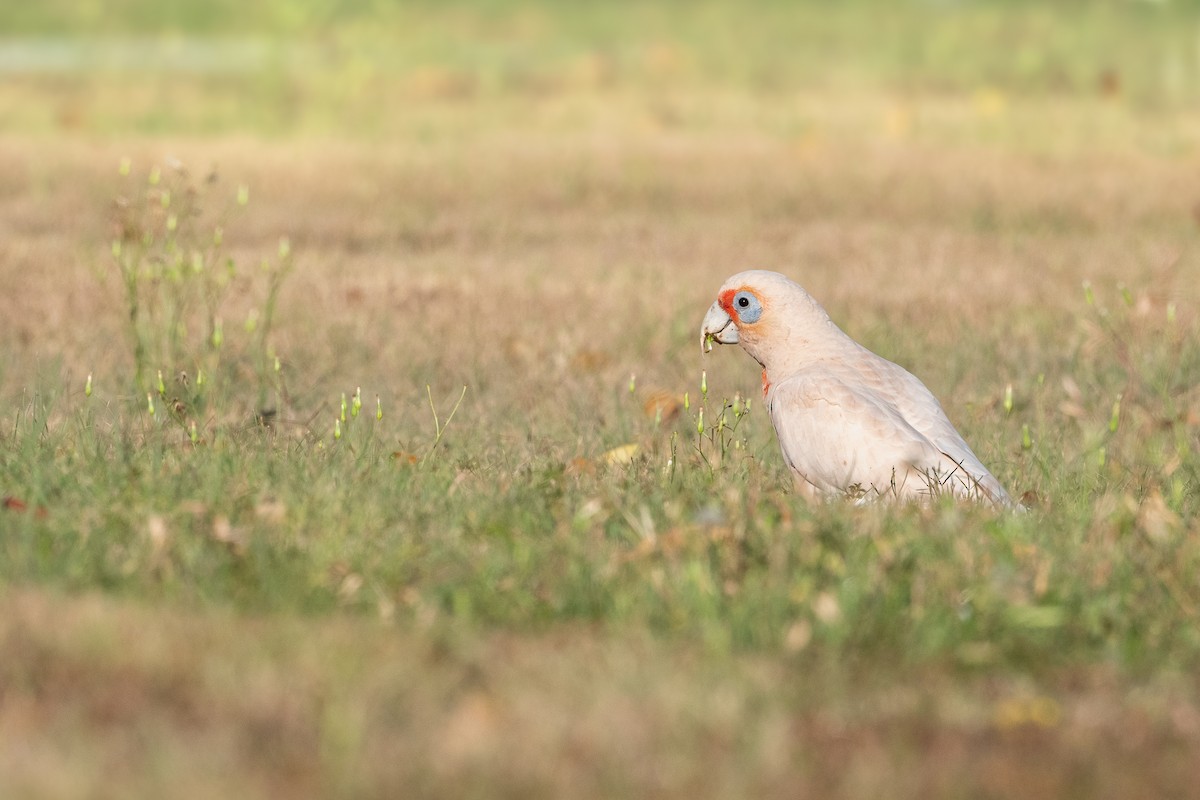 Long-billed Corella - Delia Walker