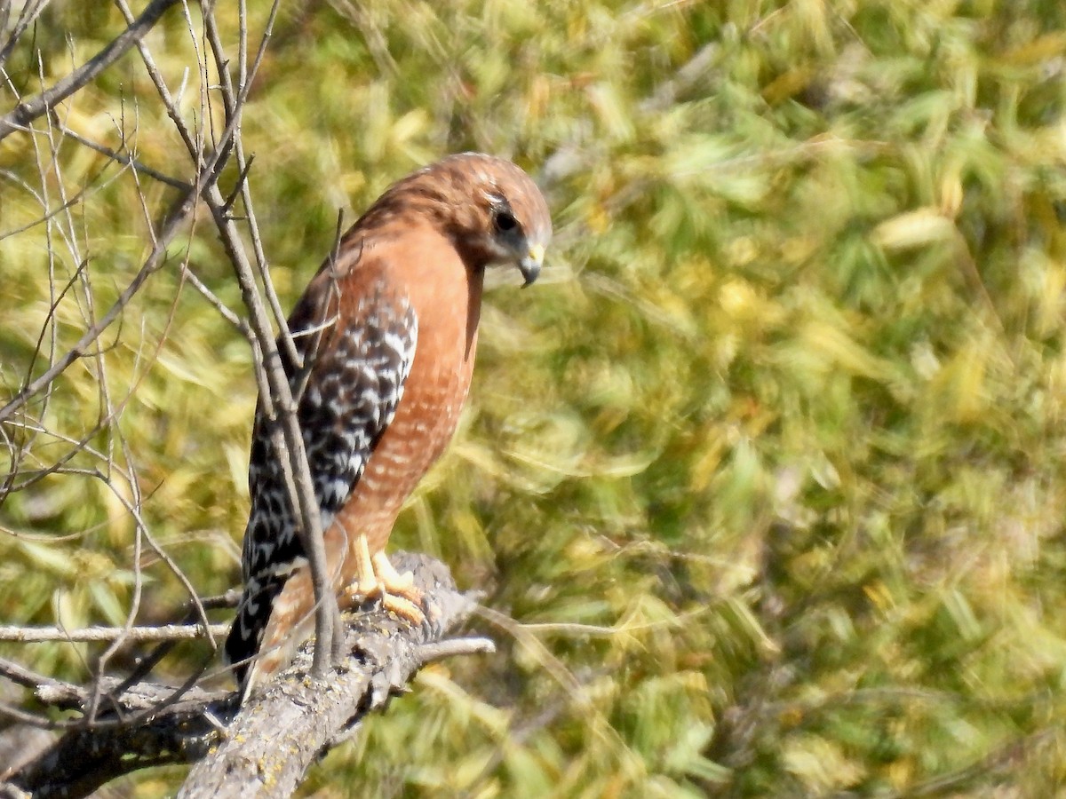 Red-shouldered Hawk - ML610457050