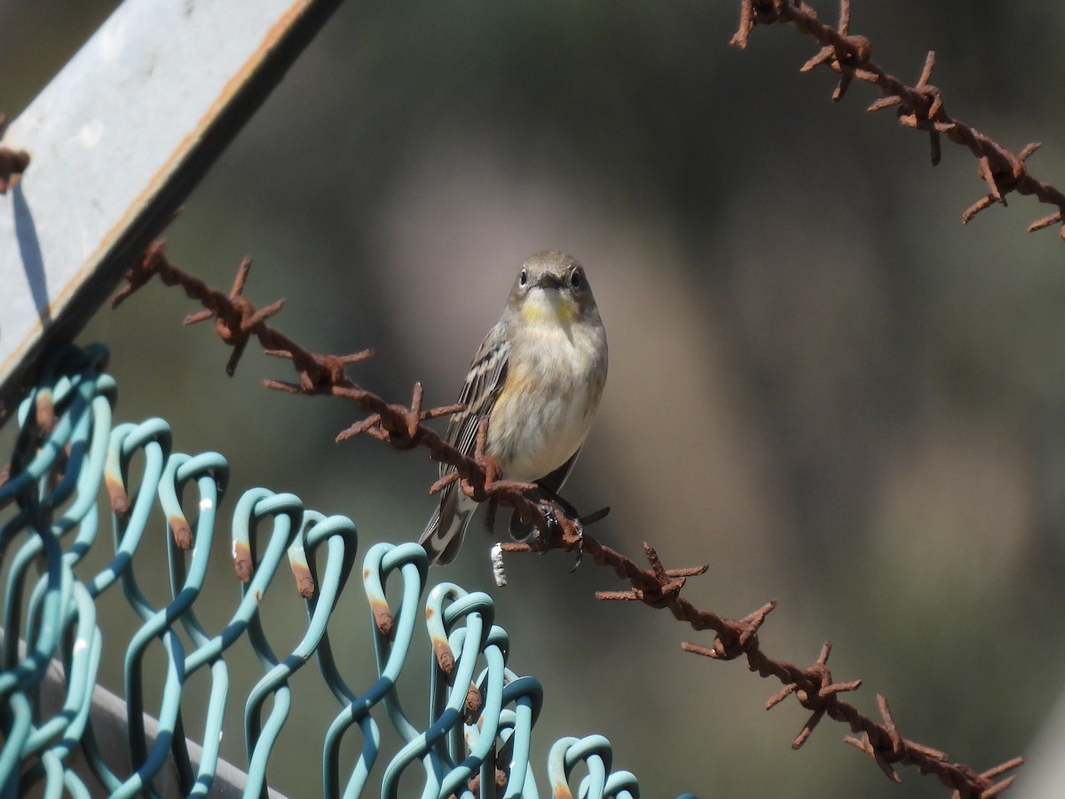 Yellow-rumped Warbler - Martha Wild