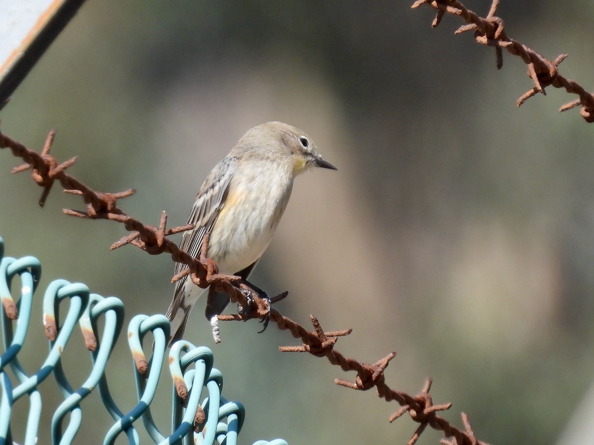 Yellow-rumped Warbler - ML610457065