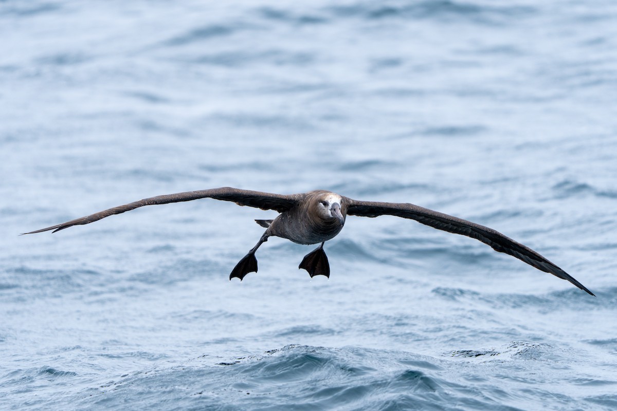 Black-footed Albatross - ML610457090