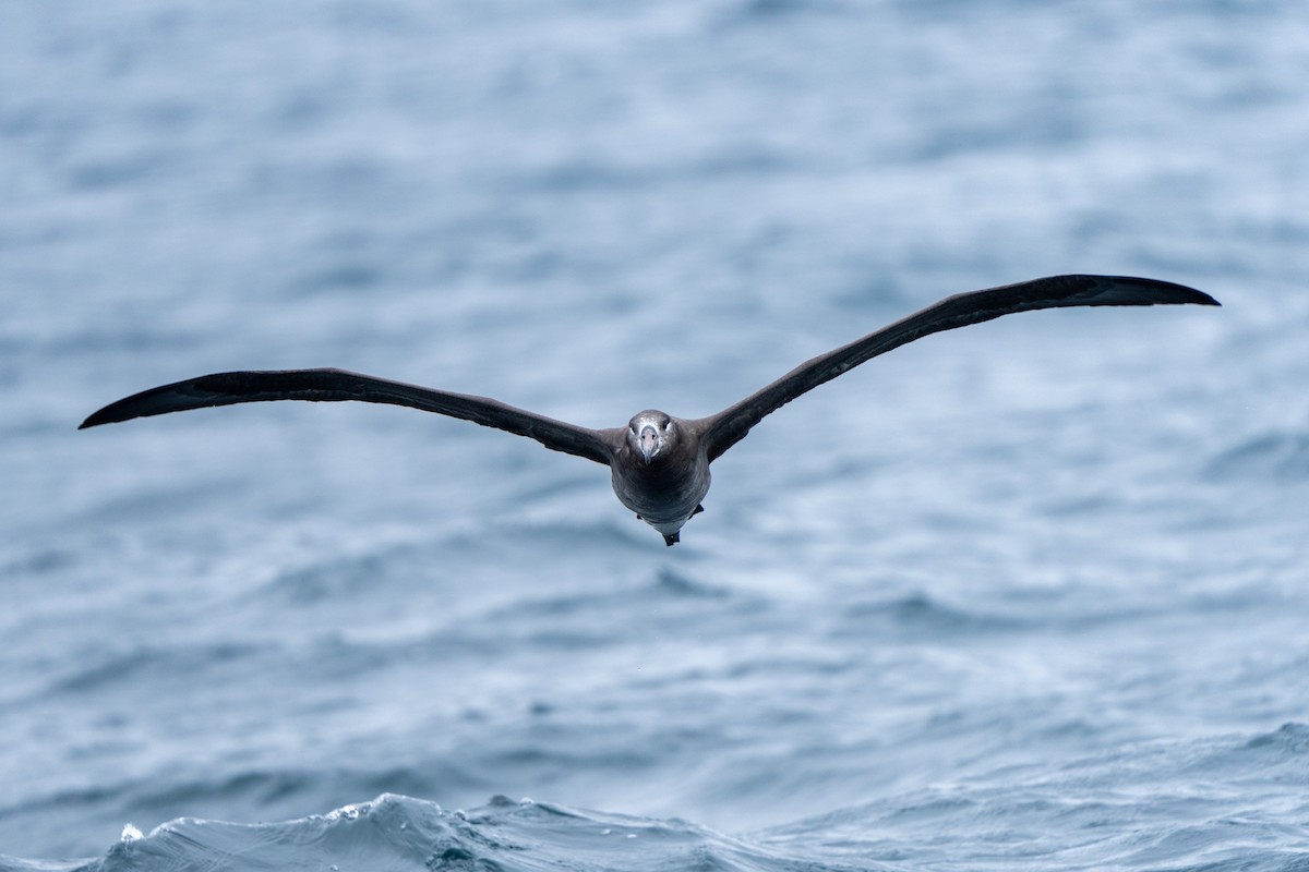 Black-footed Albatross - ML610457092