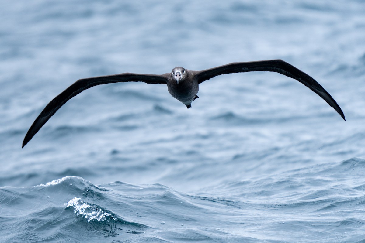 Black-footed Albatross - ML610457093
