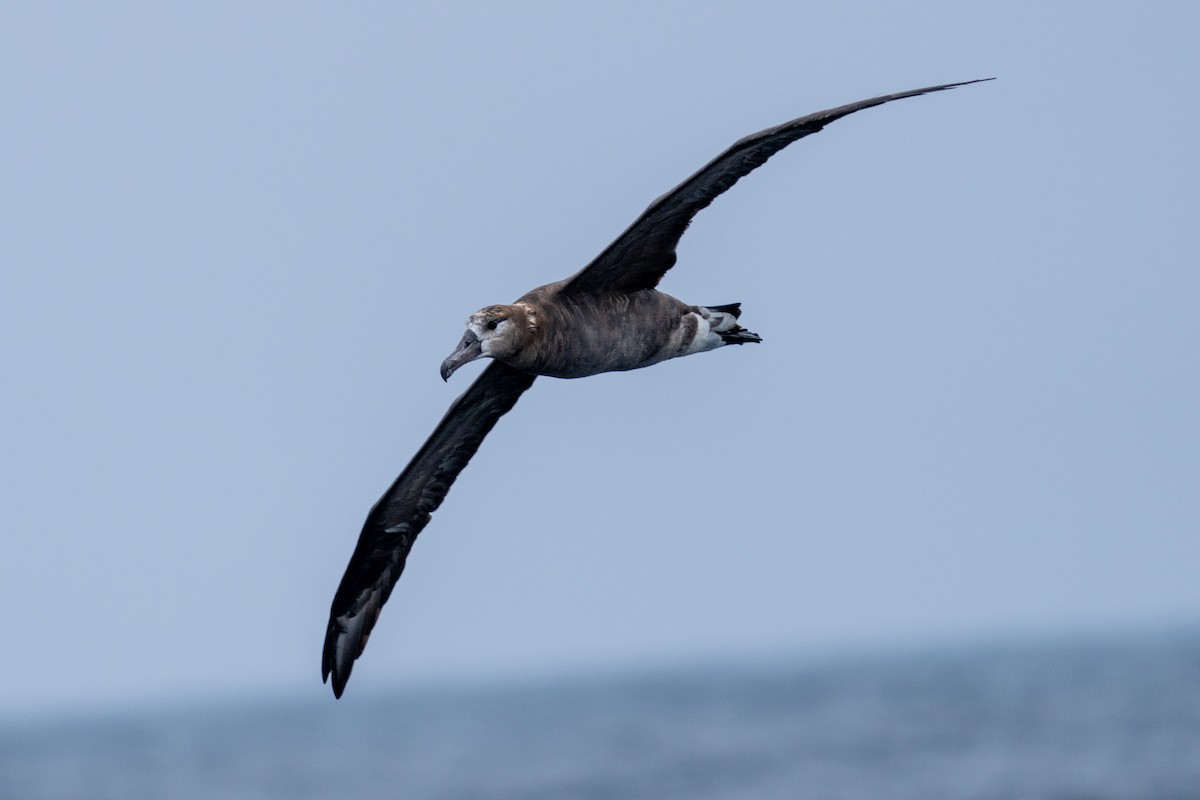 Black-footed Albatross - ML610457094