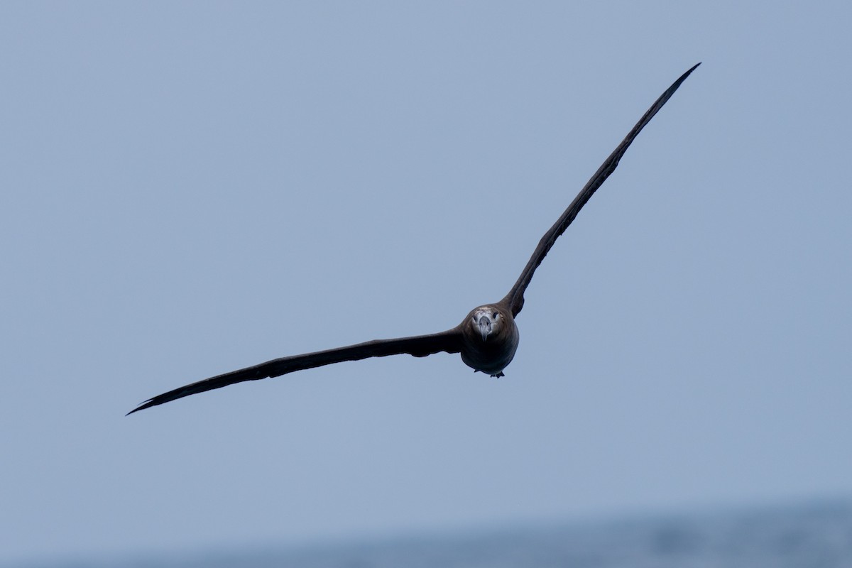 Black-footed Albatross - ML610457095