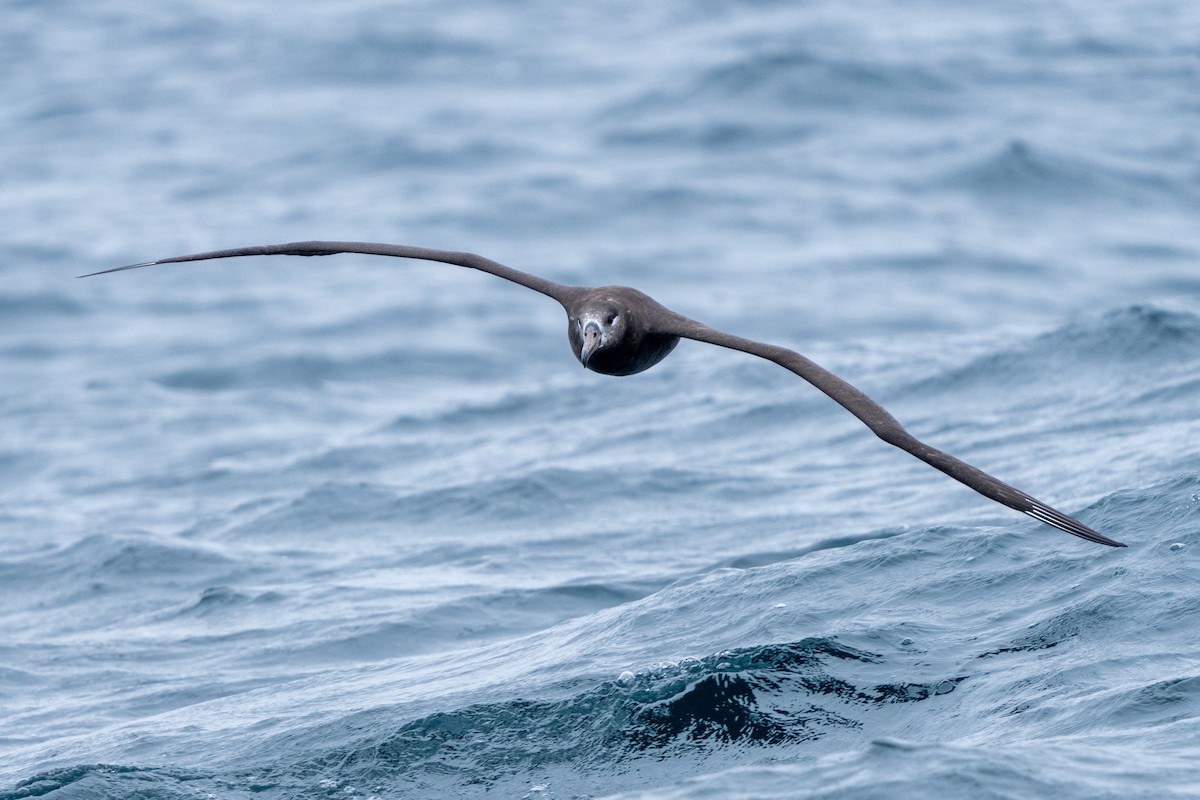 Black-footed Albatross - ML610457098