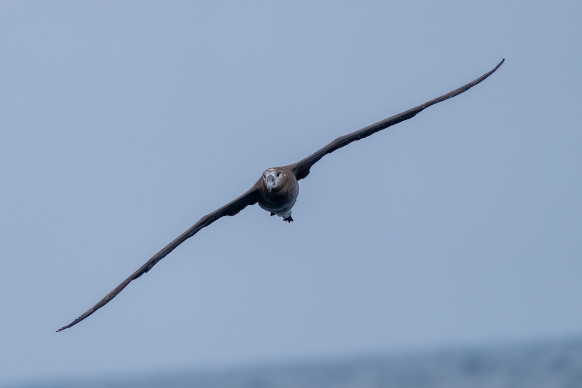 Black-footed Albatross - ML610457099