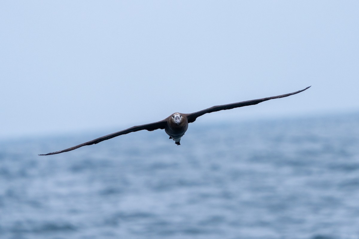 Black-footed Albatross - ML610457100