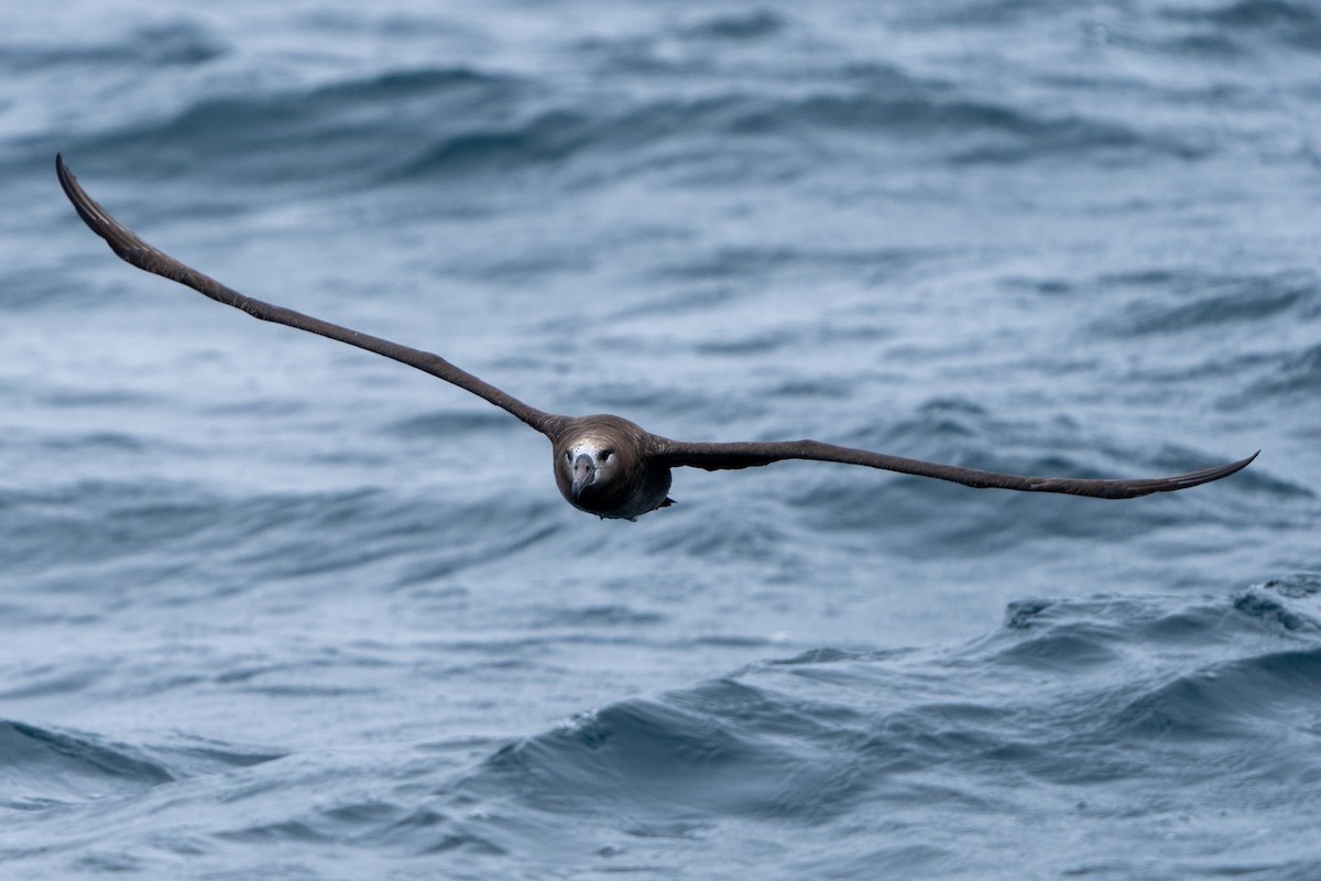 Black-footed Albatross - ML610457101