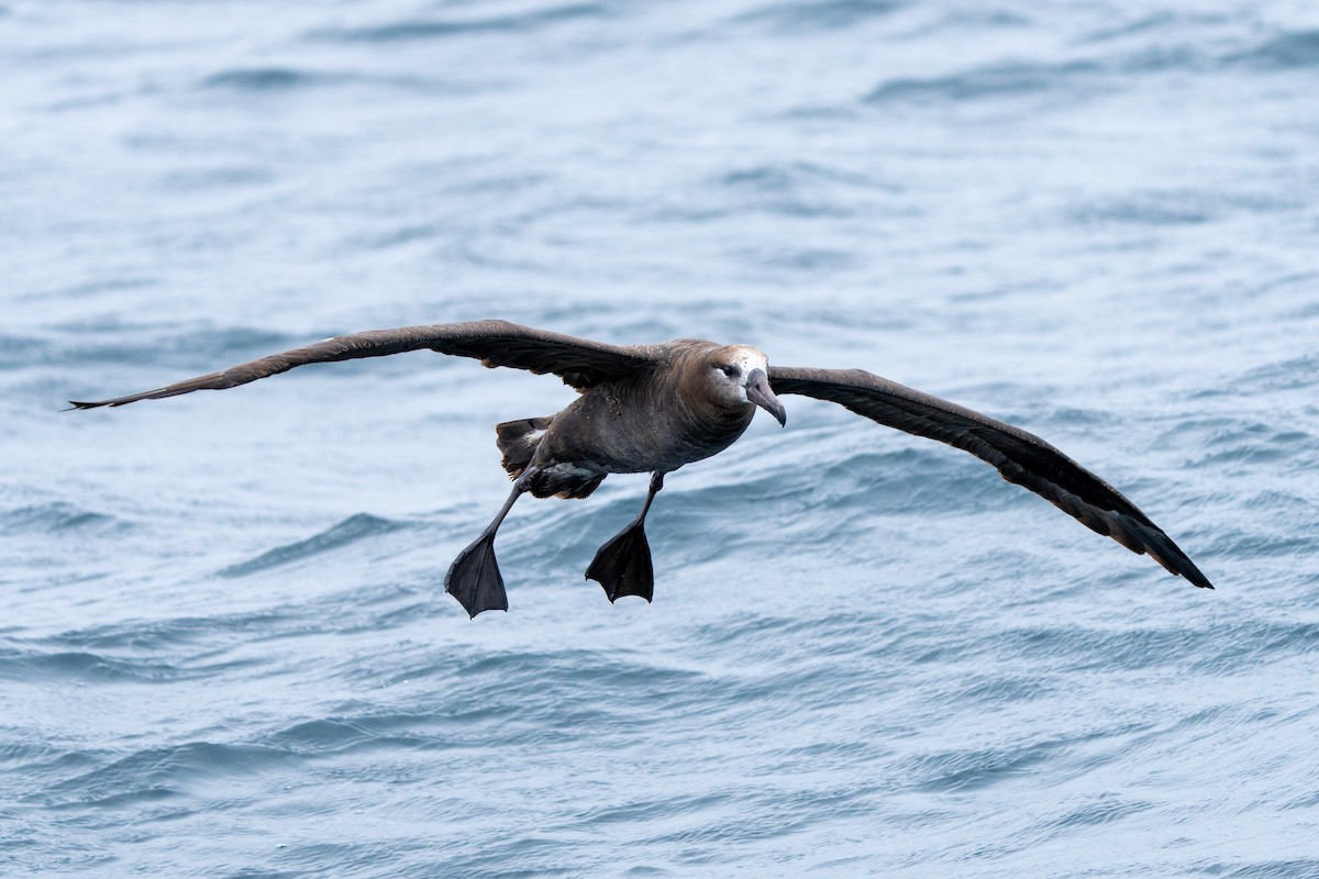 Black-footed Albatross - ML610457102