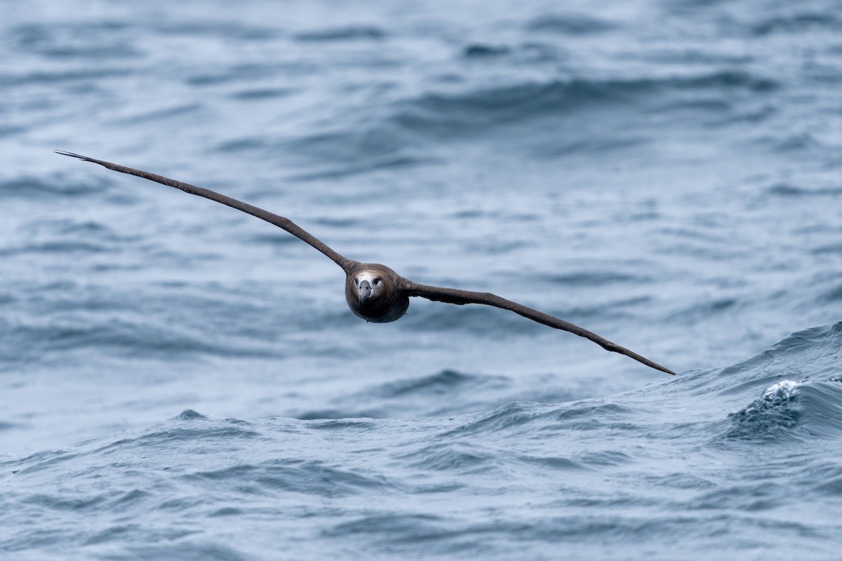 Black-footed Albatross - ML610457103