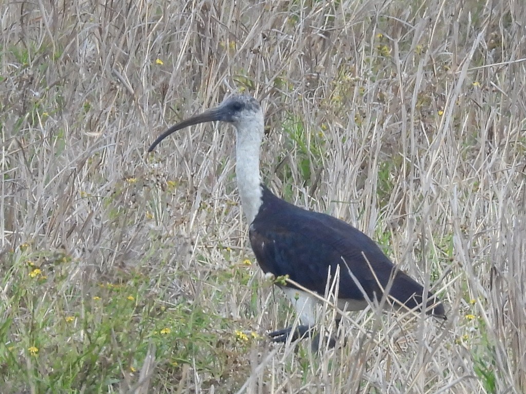 Straw-necked Ibis - ML610457115