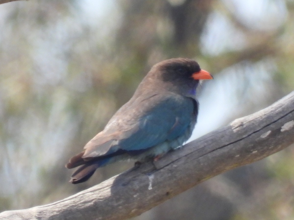 Dollarbird - ML610457116