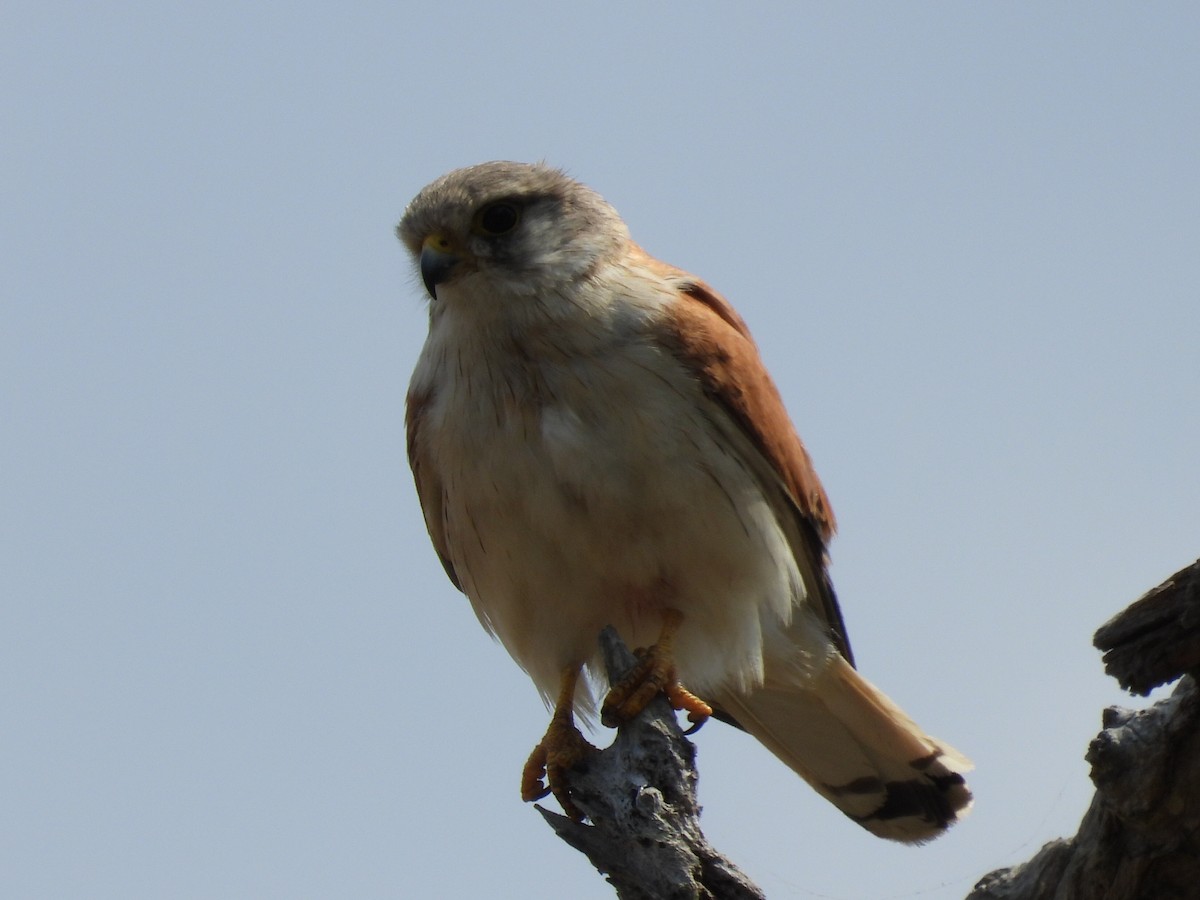 Nankeen Kestrel - ML610457120