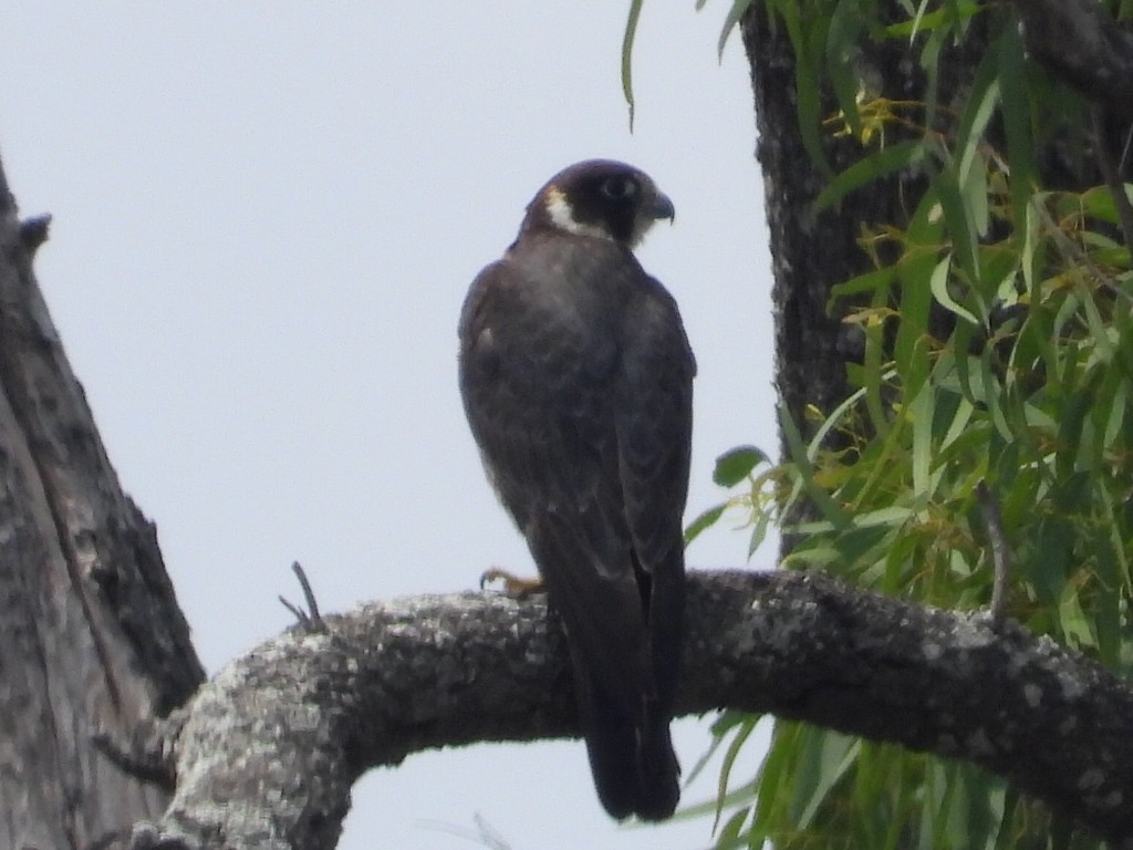 Australian Hobby - ML610457127