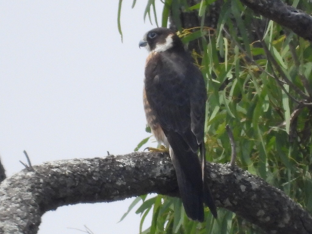 Australian Hobby - ML610457128