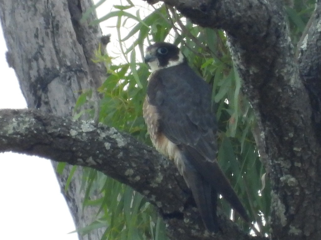 Australian Hobby - ML610457129