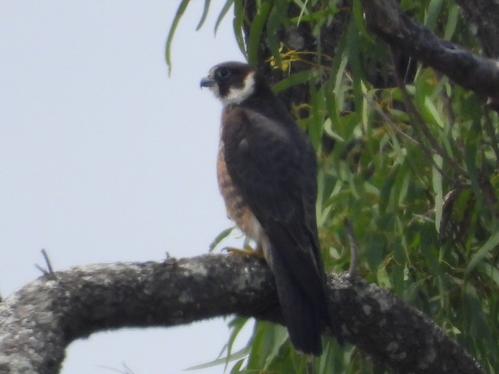 Australian Hobby - ML610457131