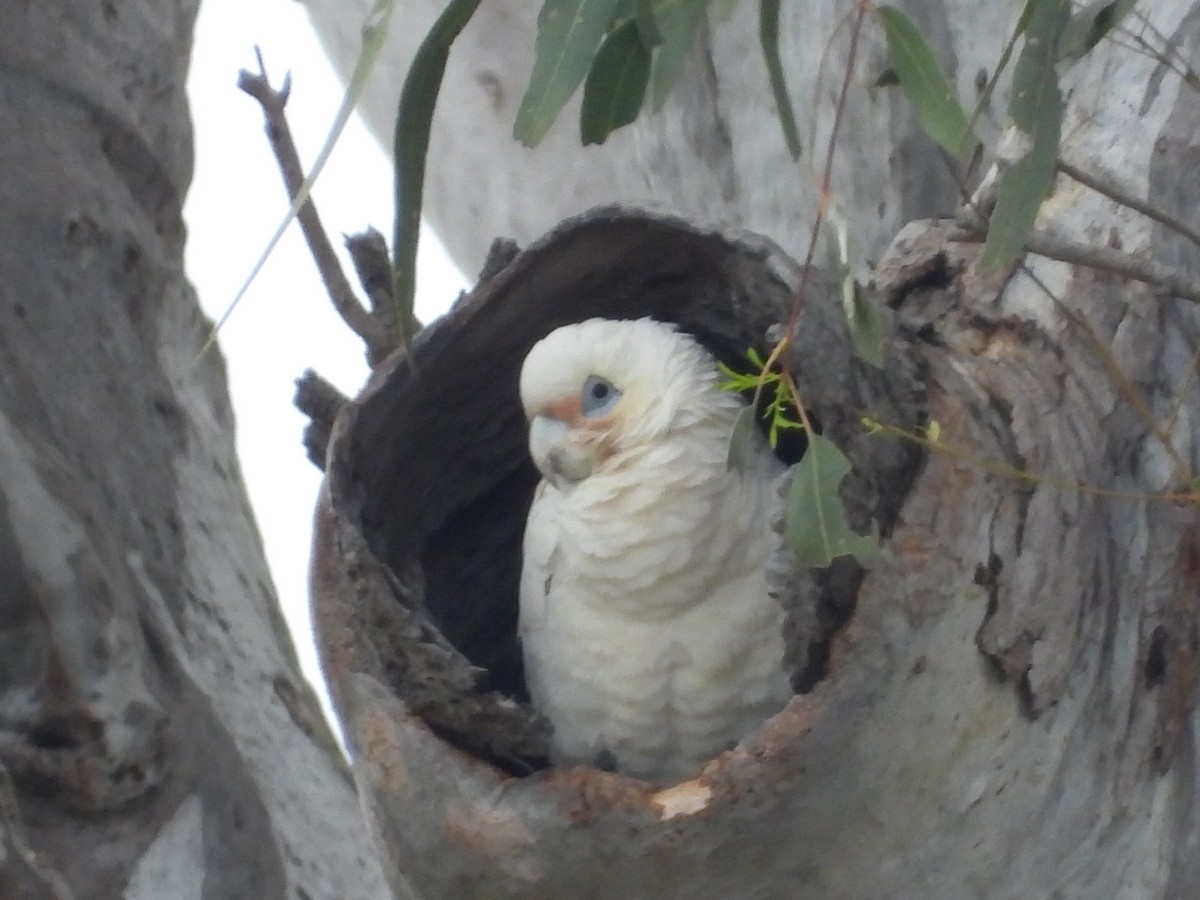 Little Corella - ML610457136