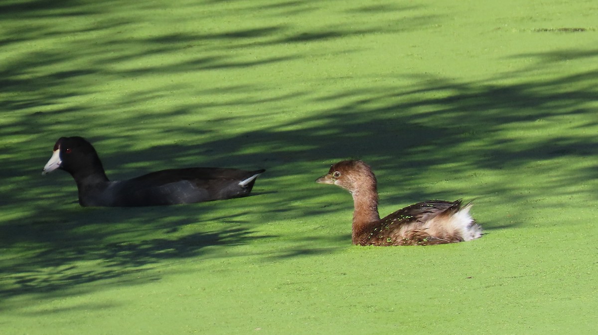 American Coot (Red-shielded) - ML610457174