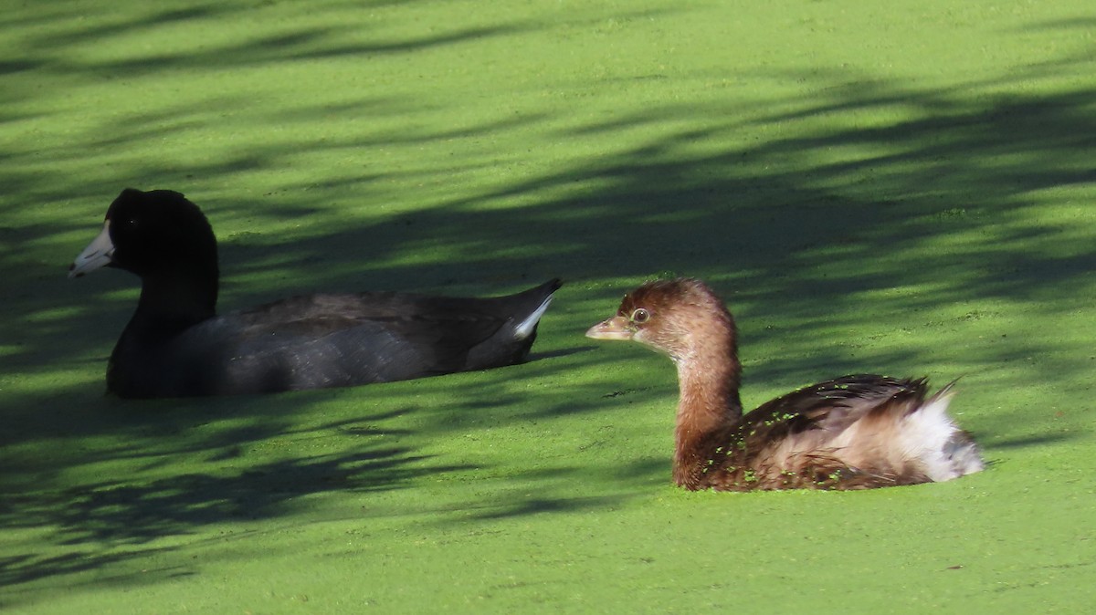 American Coot (Red-shielded) - ML610457177