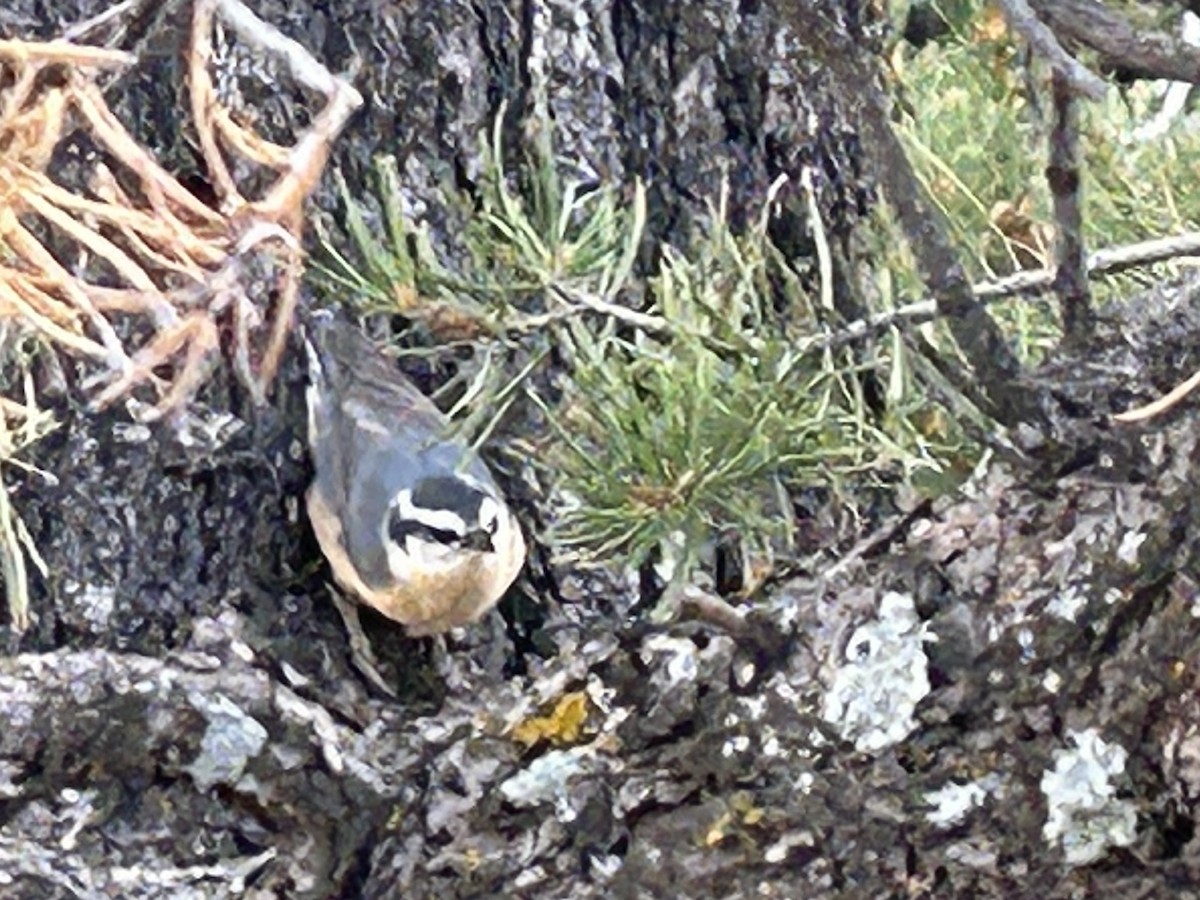 Red-breasted Nuthatch - ML610457228