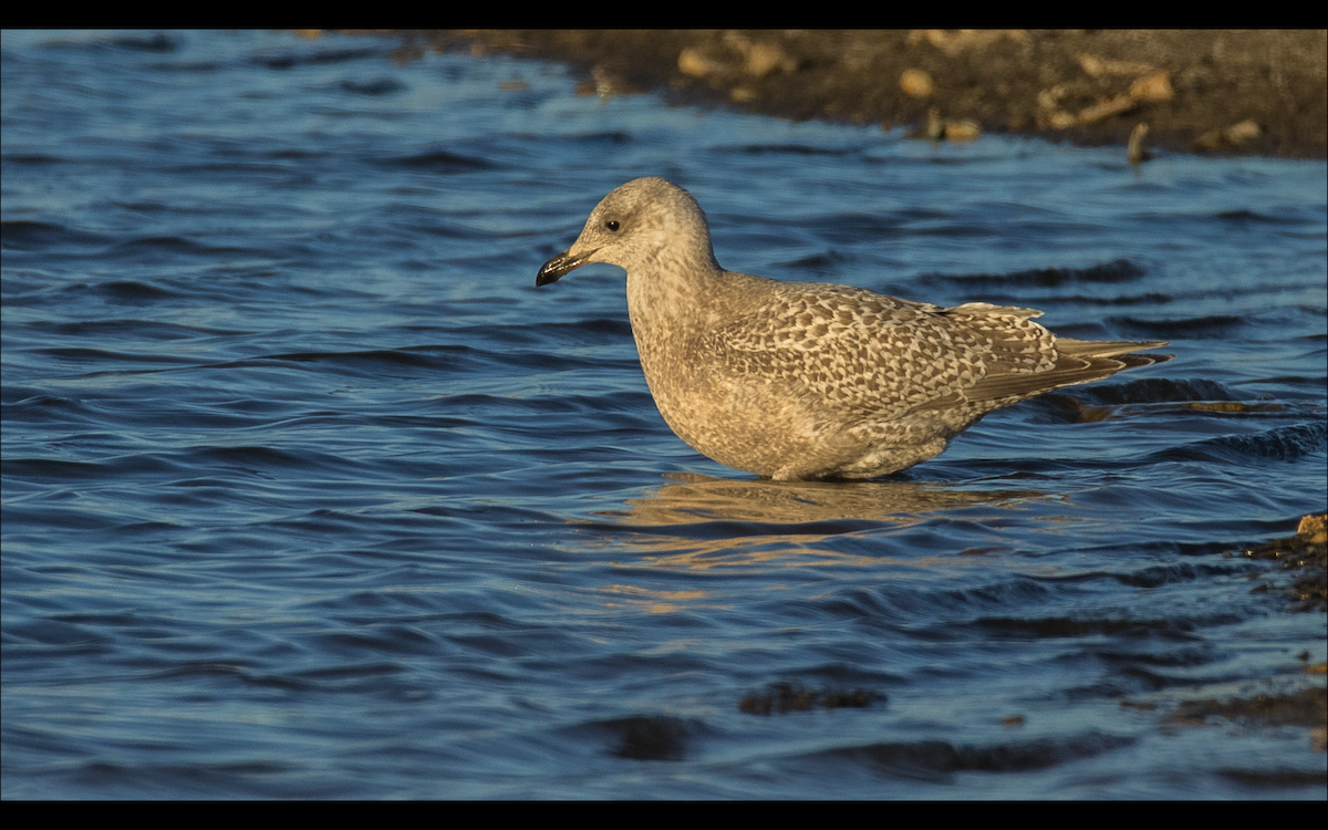 Iceland Gull (Thayer's) - ML610457244