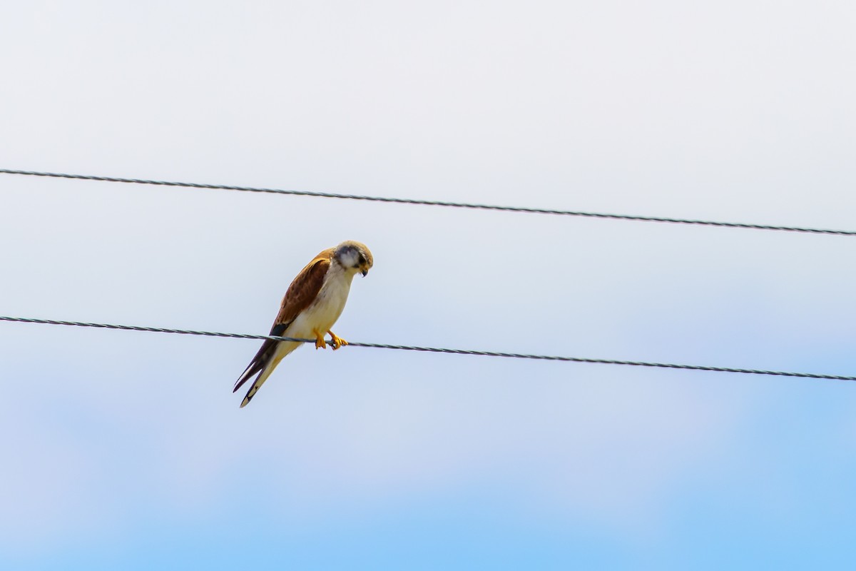 Nankeen Kestrel - ML610457249